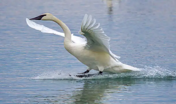 Trumpeter swan flying and landing on water gracefully