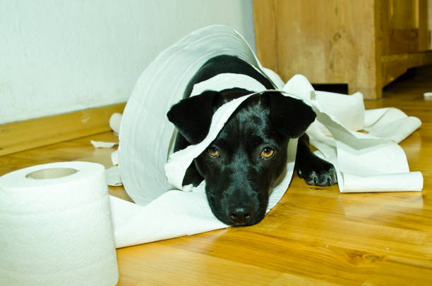 un mignon petit chien noir jouant avec du papier toilette - dog home interior loneliness destruction photos et images de collection
