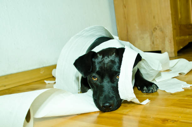 милая маленькая черная собачка, играющая с туалетной бумагой - dog home interior loneliness destruction стоковые фото и изображения