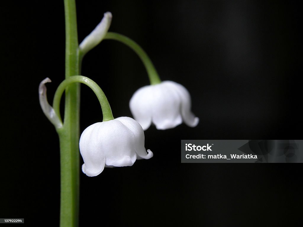 lily of the valley - Стоковые фото Ароматический роялти-фри