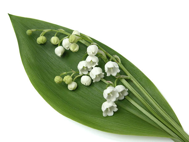 istock lily of the valley 137922306