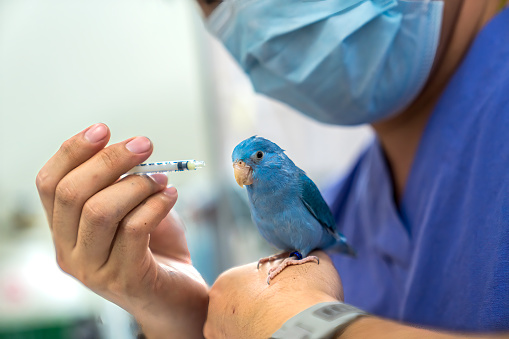 The vet is giving the birds medication. Veterinarian man hand holding syringe injecting forpus bird for animals vaccination.