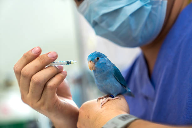 The vet is giving the birds medication. Veterinarian man hand holding syringe injecting forpus bird for animals vaccination. stock photo