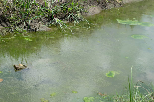 istock Close up of murky green water 1379238872