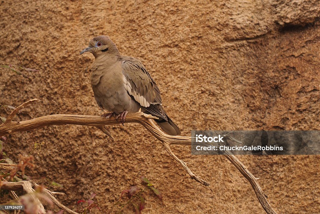 White-winged dove White-winged dove perching on a branch in Arizona Animal Body Part Stock Photo