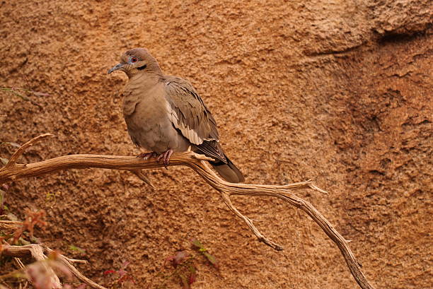 White-winged dove stock photo