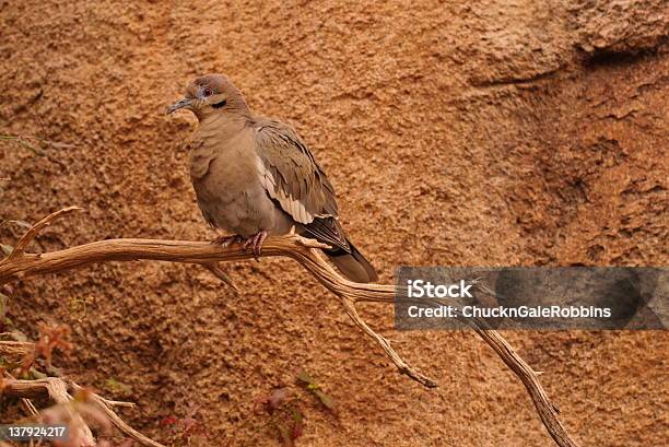 Whitewinged Dove Stock Photo - Download Image Now - Animal Body Part, Animal Wing, Arizona