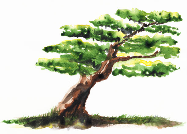 Bonsai tree watercolors style