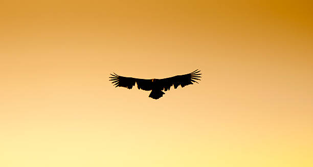 istock Griffon Vulture showing damage to its wings 137925632