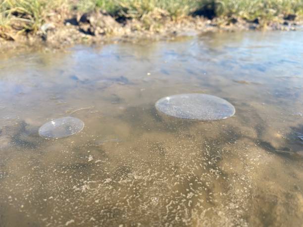istock Air bubbles under the thin layer of ice in a mud puddle 1379257405