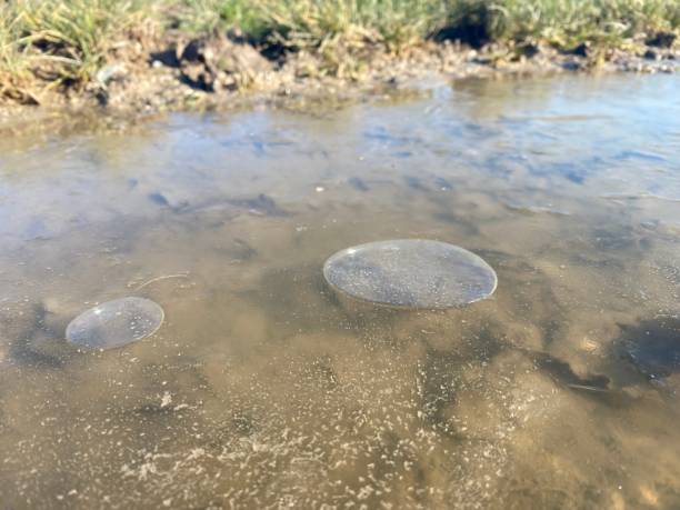 istock Air bubbles under the thin layer of ice in a mud puddle 1379257945
