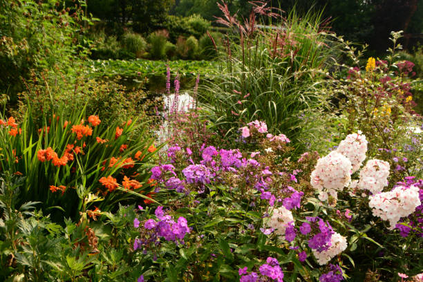 Variation flowerbed. summer in an ornamental garden: large flowerbed with multi color plants. and ornamental grass. crocosmia stock pictures, royalty-free photos & images