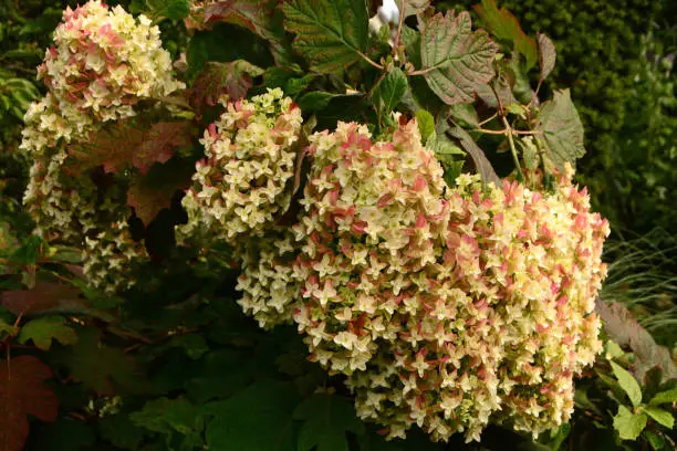 summer in an ornamental garden: large shrub with blooming oakleaf hydrangea flower heads.