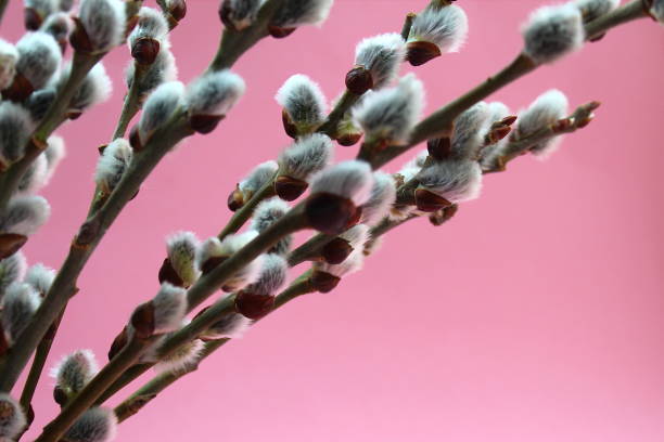 istock Pussy willow branches blossomed in spring on a pink background 1379266115