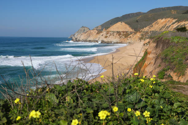 Montara State Beach California with Flowers Horizontal