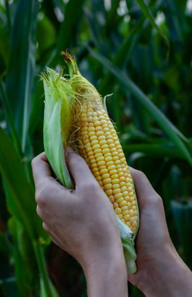 istock an ear of corn that a man peels with his hand 1379269968