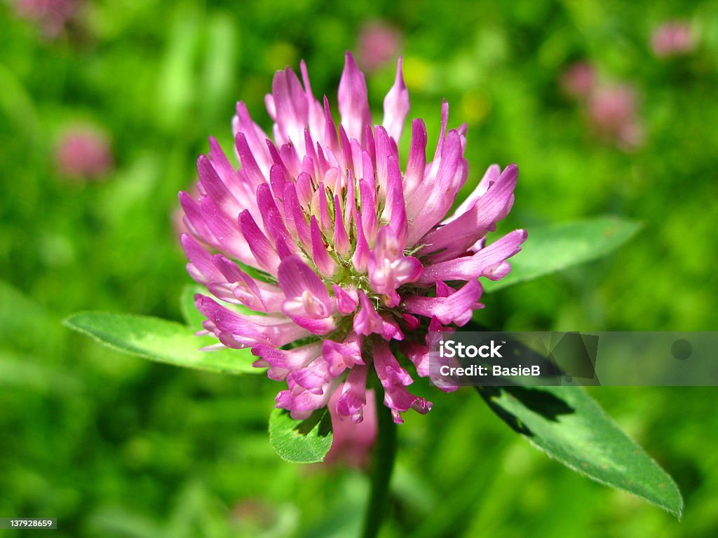 Red clover-Trifolium pratense - Lizenzfrei Kleesprosse Stock-Foto