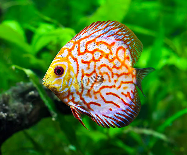 Pigeon Blood Discus Fish A close up shot of a colorful pigeon blood discus fish. These fish are a species of cichlid freshwater fishes native to the Amazon River basin. red pigeon blood discus stock pictures, royalty-free photos & images