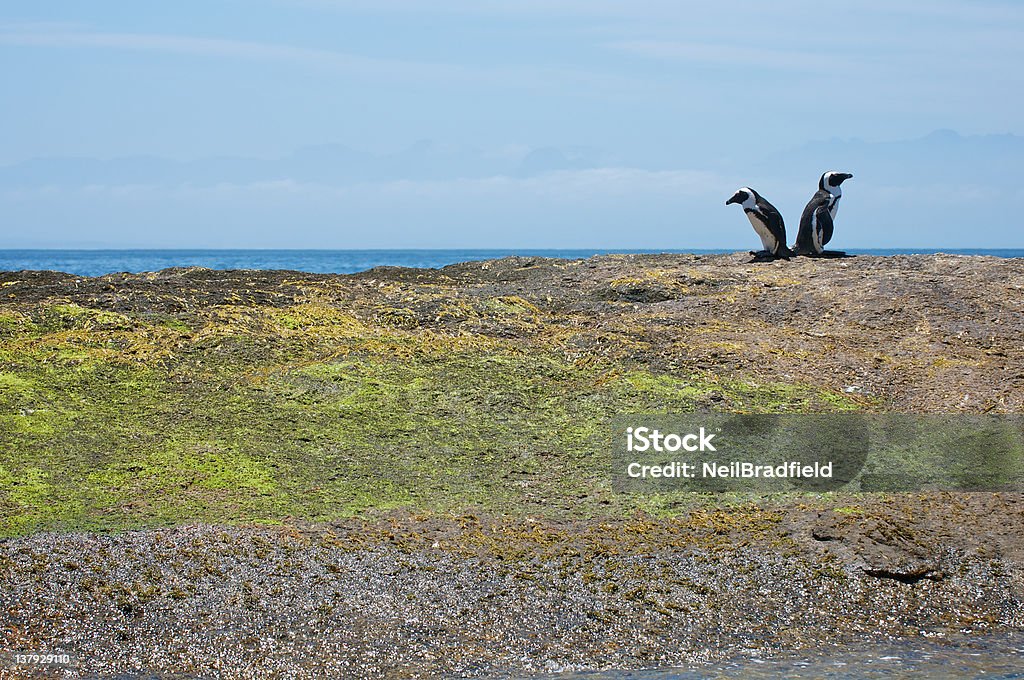 Pingüinos hacia atrás - Foto de stock de Anfibio libre de derechos