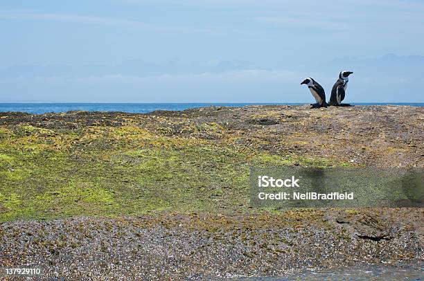 Pingüinos Hacia Atrás Foto de stock y más banco de imágenes de Anfibio - Anfibio, Ciudad del Cabo, Espalda con espalda