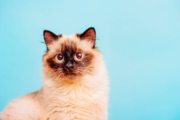 istock Neva masquerade cat breed color point. Kitten 10 months old on a blue background. 1379292258