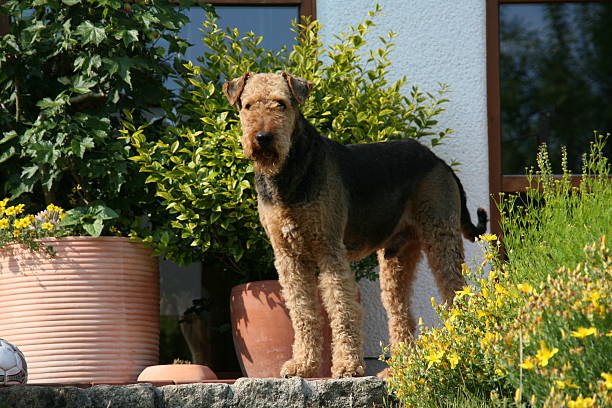 airedaleterrier (dog) auf der terrasse - aredale stock-fotos und bilder