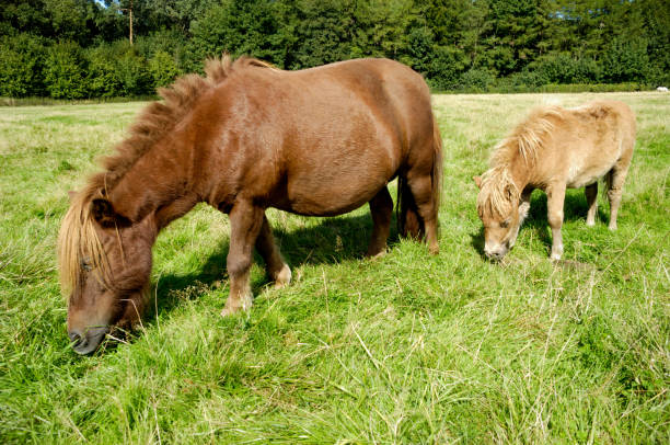 istock Horse and foal 1379293917