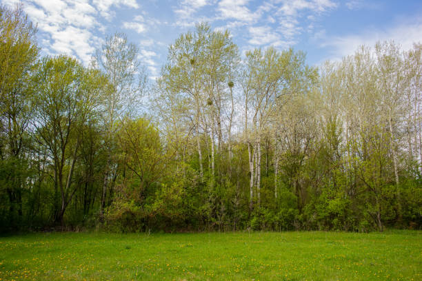 Deciduous forest and green meadow in the village. Spring season, April.