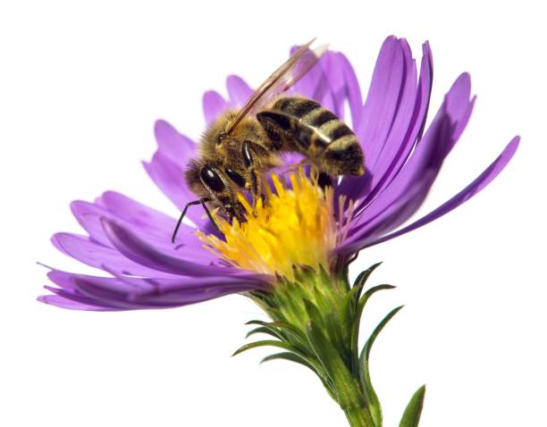 istock bee or honeybee on flower isolated on white 1379297659