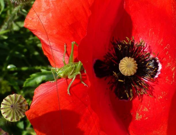 grasshopper on a poppy flower