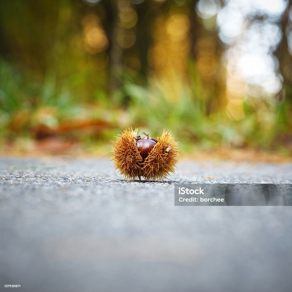 Châtaigne - Photo de Automne libre de droits