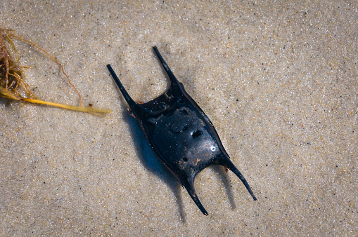 Close up of a Devil's Purse or Mermaid's Purse which is actually  an egg case of a skate found on a Cope Cod beach.