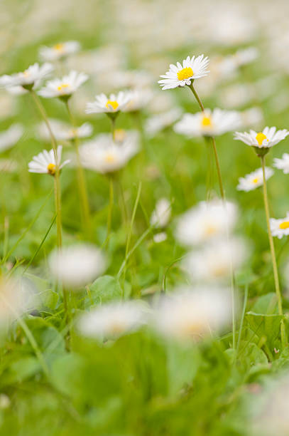 istock Flowers in a meadow 137932712