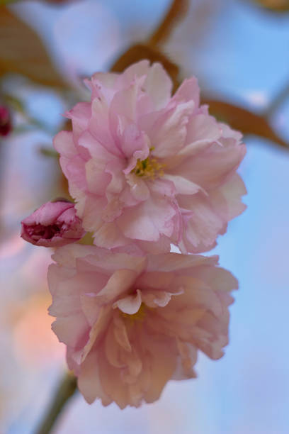istock Bright colorful spring pink sakura flowers. Cherry blossoms on sunny day on blue sky background. Beauty of nature. Spring, youth, growth concept. 1379328545