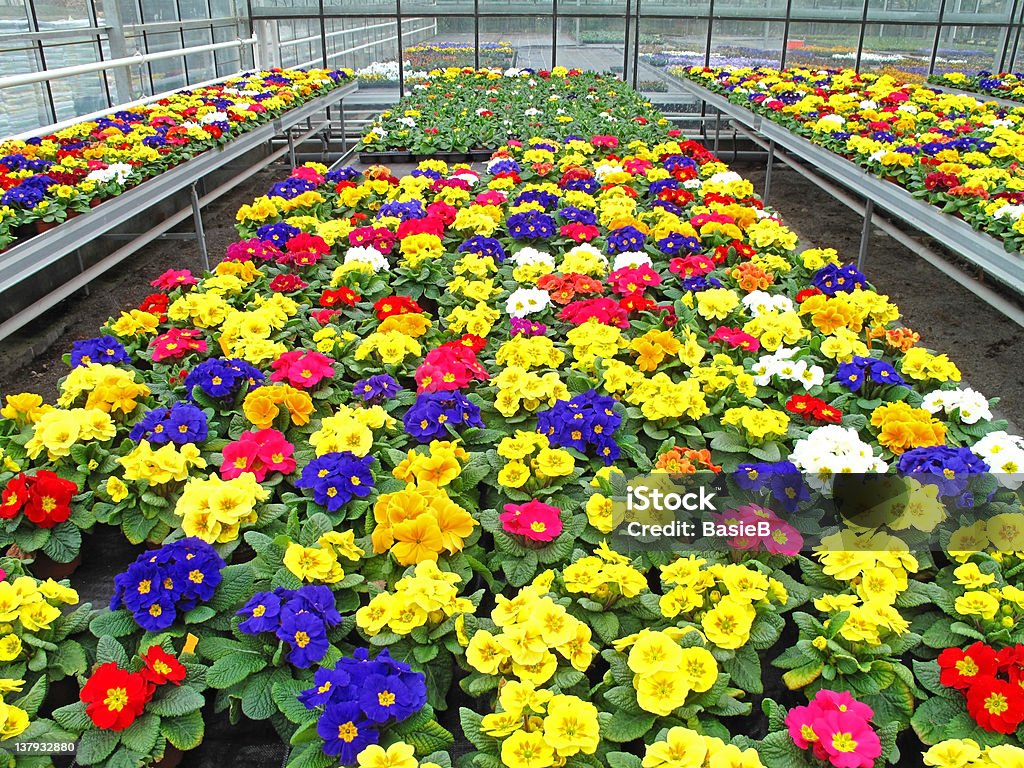 Primel in einem Gewächshaus - Lizenzfrei Blume Stock-Foto