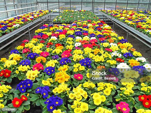 Primula En Greenhouse Foto de stock y más banco de imágenes de Flor - Flor, Invernáculo, Azul