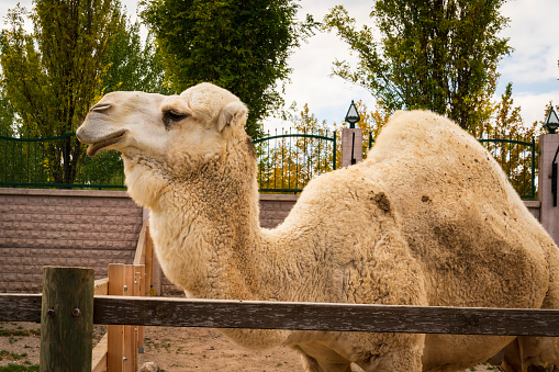 camel close-up portrait photo