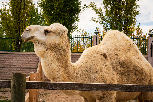 Bactrian camels drinking water in desert against cloud sky, Dalanzadgad, Mongolia.