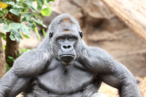 baby gorilla and female mother gorilla walking around and playing