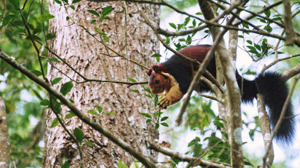 istock The Indian giant squirrel 1379333158
