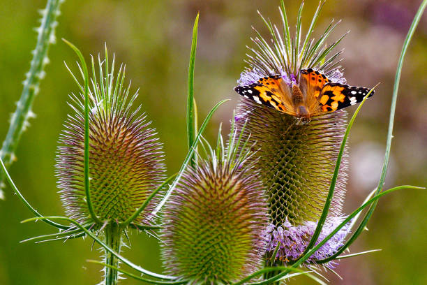 thistle butterfly stock photo