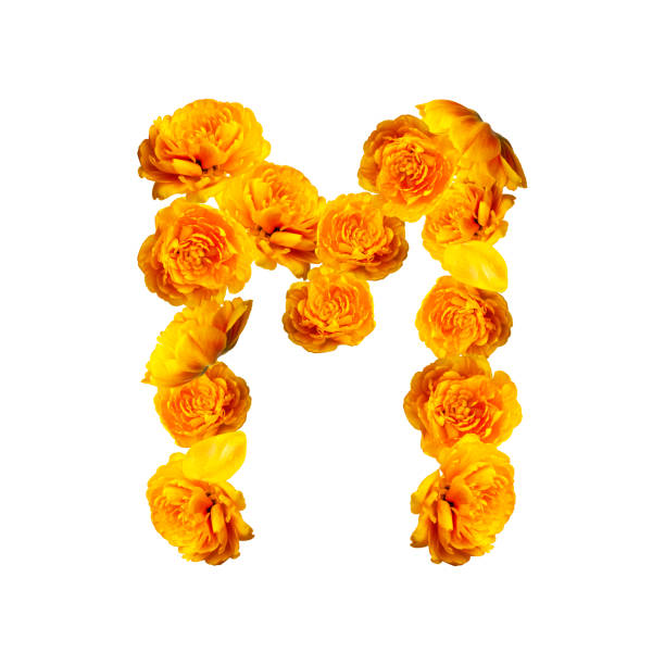 letter m of english alphabet made from yellow tulips. alphabet from flowers isolated on white background, yellow fresh tulips. letters from natural materials, spring, bloom, floral composition, layout - letter m alphabet color image flower imagens e fotografias de stock