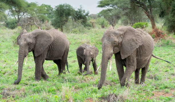 istock African Elephant Family 1379333811