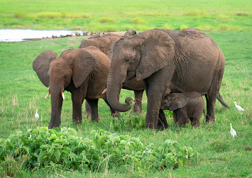 African elephant family Loxodonta) grazing. Tarangire National Park, Tanzania, Africa