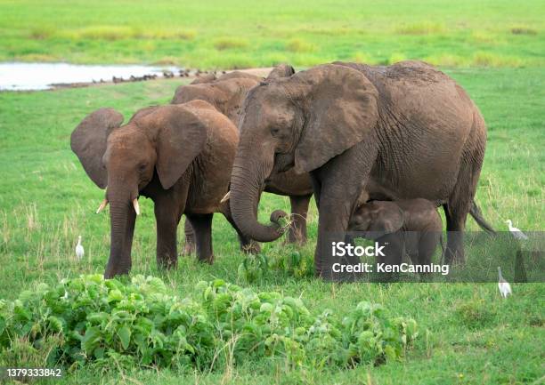 Elephant Family Grazing On The Savannah Stock Photo - Download Image Now - African Elephant, Herd, Grazing
