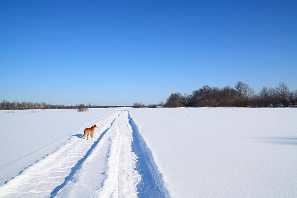istock redhead dog on rural road 137933739