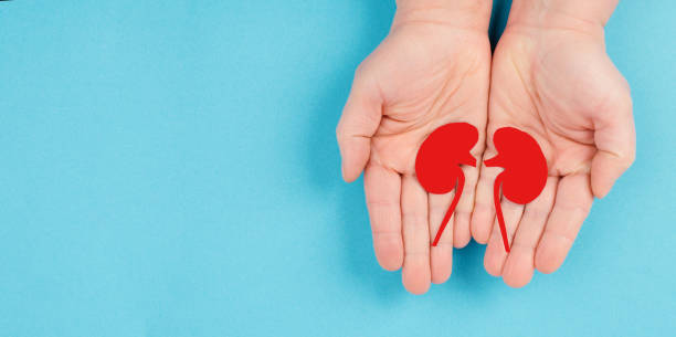 Hands holding a kidney, paper cut out, world kidney day, health problems, organ transplantation, medical issue Hands holding a kidney, paper cut out, world kidney day, health problems, organ transplantation, medical issue pyelitis stock pictures, royalty-free photos & images