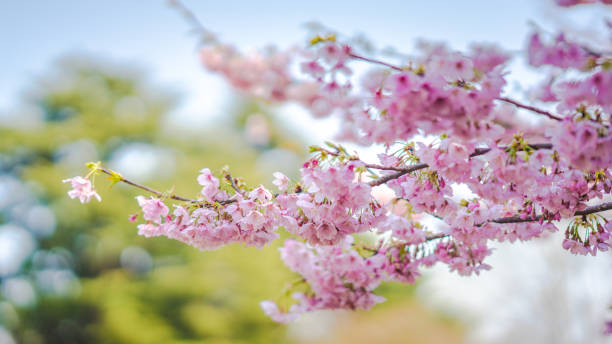 istock Sakura Flower or Cherry Blossom With Beautiful Nature Background 1379344121