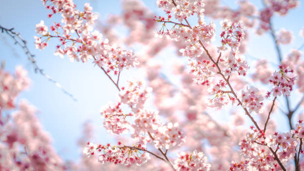 istock Sakura Flower or Cherry Blossom With Beautiful Nature Background 1379344632