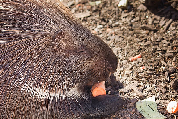 istock Porcupine Eating Carrot 137934490